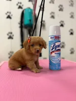 Layla, a female Maltese and Poodle - Toy  for sale in Arlington, TX – 1 of 3