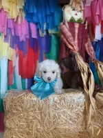 Charles, a male Maltipoo and Poodle - Toy  for sale in Arlington, TX – 2 of 3