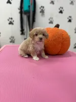 Rosie, a female Maltipoo for sale in Arlington, TX – 3 of 3