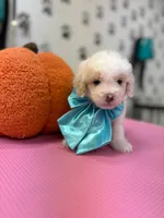 Charles, a male Maltipoo and Poodle - Toy  for sale in Arlington, TX – 1 of 3