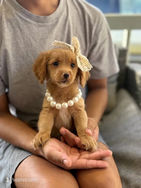 Layla – Maltese, Poodle - Toy  puppy for sale in Arlington, TX