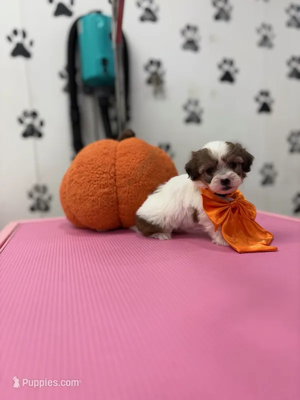 Tiny  – Shih Tzu puppy for sale in Arlington, TX