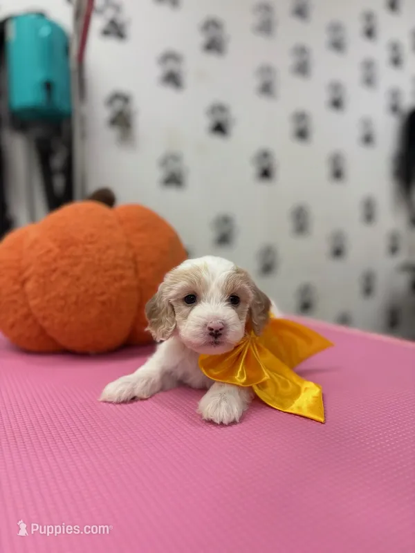 Daisy – Maltipoo, Poodle - Toy  puppy for sale in Arlington, TX