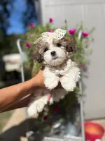 Matilda , a female Maltipoo for sale in Arlington, TX – 2 of 4
