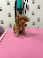 Layla, a female Maltese and Poodle - Toy  for sale in Arlington, TX – 3 of 3