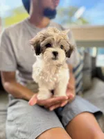 Matilda , a female Maltipoo for sale in Arlington, TX – 1 of 4