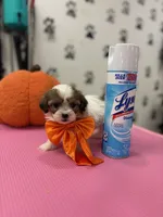 Tiny , a female Shih Tzu for sale in Arlington, TX – 3 of 3