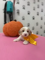 Daisy, a female Maltipoo and Poodle - Toy  for sale in Arlington, TX – 2 of 2