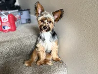 Teddy, a male Yorkshire Terrier for sale in Phoenix, AZ – 2 of 6