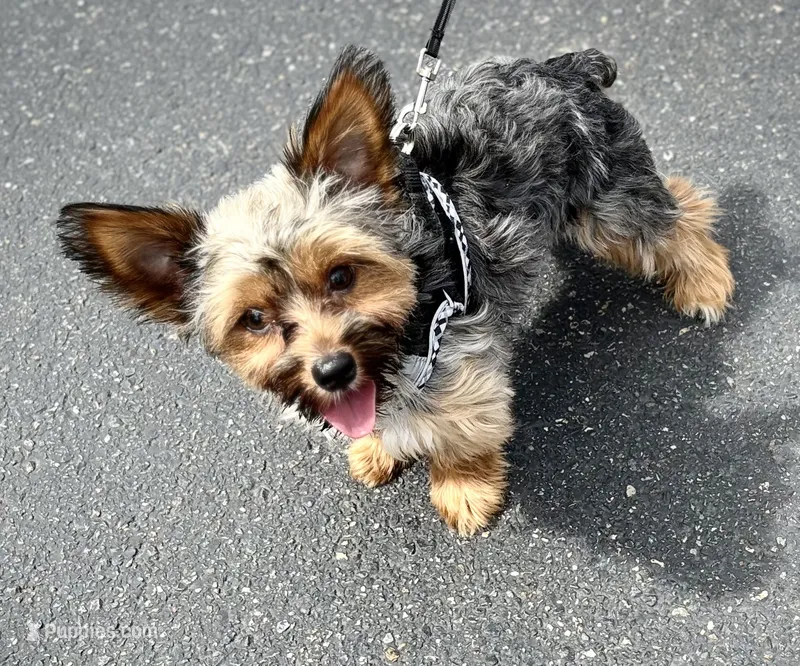 Teddy – Yorkshire Terrier puppy for sale in Phoenix, AZ