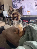 Teddy, a male Yorkshire Terrier for sale in Phoenix, AZ – 6 of 6