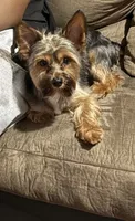 Teddy, a male Yorkshire Terrier for sale in Phoenix, AZ – 4 of 6