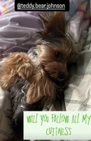 Teddy, a male Yorkshire Terrier for sale in Phoenix, AZ – 5 of 6