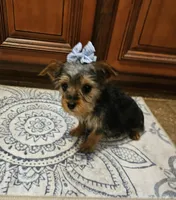 Lexus, a female Yorkshire Terrier for sale in Pearson, GA – Photo 3 of 4