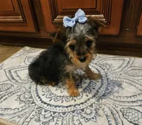 Lexus, a female Yorkshire Terrier for sale in Pearson, GA – Photo 4 of 4