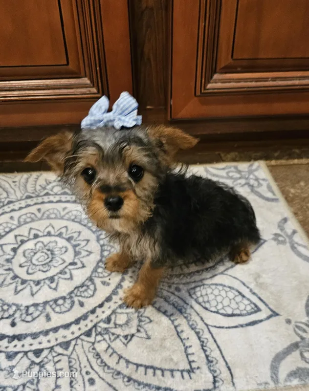 Lexus – Yorkshire Terrier puppy for sale in Pearson, GA