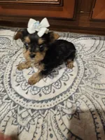 Lexus, a female Yorkshire Terrier for sale in Pearson, GA – Photo 3 of 5