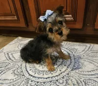 Lexus, a female Yorkshire Terrier for sale in Pearson, GA – Photo 2 of 4