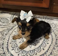 Lexus, a female Yorkshire Terrier for sale in Pearson, GA – Photo 1 of 5