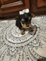 Lexus, a female Yorkshire Terrier for sale in Pearson, GA – Photo 4 of 5