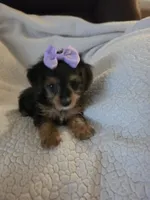 Mercedes , a female Yorkipoo and Poodle - Toy  for sale in Pearson, GA – 6 of 10