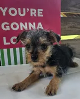 Max, a male Yorkipoo for sale in Pearson, GA – 3 of 4