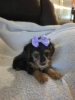 Mercedes , a female Yorkipoo and Poodle - Toy  for sale in Pearson, GA – 3 of 10