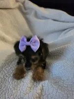 Mercedes , a female Yorkipoo and Poodle - Toy  for sale in Pearson, GA – 10 of 10