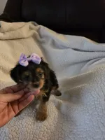 Mercedes , a female Yorkipoo and Poodle - Toy  for sale in Pearson, GA – 8 of 10