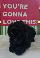 Sam, a male Poodle - Toy  for sale in Pearson, GA – 2 of 3