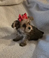 Lexie , a female Yorkipoo and Poodle - Toy  for sale in Pearson, GA – 7 of 10