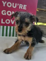 Max, a male Yorkipoo for sale in Pearson, GA – 4 of 4