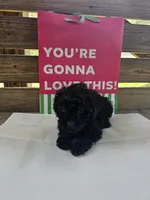 Sam, a male Poodle - Toy  for sale in Pearson, GA – 3 of 3
