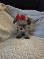 Lexie , a female Yorkipoo and Poodle - Toy  for sale in Pearson, GA – 9 of 10