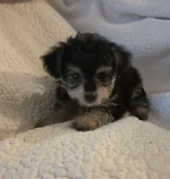 Teddy Bear, a male Yorkipoo and Poodle - Toy  for sale in Pearson, GA – 5 of 6