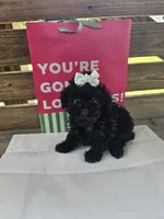 Lainey , a female Poodle - Toy  for sale in Pearson, GA – 3 of 4