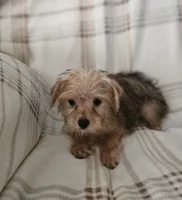 Harley, a male Yorkipoo for sale in Pearson, GA – 2 of 7