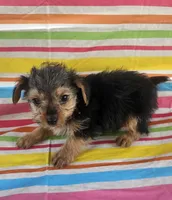 Mike, a male Yorkshire Terrier for sale in Pearson, GA – Photo 1 of 5