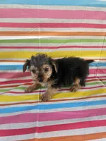 Mike, a male Yorkshire Terrier for sale in Pearson, GA – Photo 5 of 5