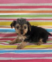 Mike, a male Yorkshire Terrier for sale in Pearson, GA – Photo 2 of 5