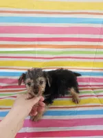 Mike, a male Yorkshire Terrier for sale in Pearson, GA – Photo 3 of 5