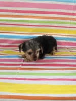 Mike, a male Yorkshire Terrier for sale in Pearson, GA – Photo 4 of 5