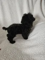Romeo, a male Poodle - Toy  for sale in Dublin, GA – 2 of 2