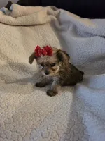 Lexie , a female Yorkipoo and Poodle - Toy  for sale in Pearson, GA – 10 of 10