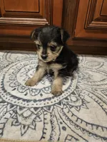 Harley, a male Yorkshire Terrier for sale in Pearson, GA – Photo 3 of 5