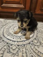 Harley, a male Yorkshire Terrier for sale in Pearson, GA – Photo 5 of 5