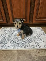 Harley, a male Yorkshire Terrier for sale in Pearson, GA – Photo 2 of 3