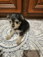 Harley, a male Yorkshire Terrier for sale in Pearson, GA – Photo 2 of 5