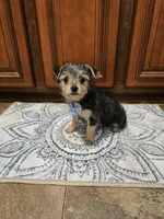 Harley, a male Yorkshire Terrier for sale in Pearson, GA – Photo 1 of 3