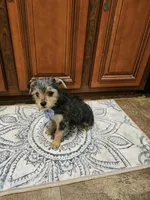 Harley, a male Yorkshire Terrier for sale in Pearson, GA – Photo 3 of 3